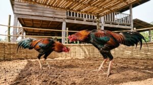 Gamecock Breeds